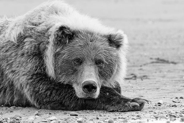Brown bear resting on the beach-Silver Salmon Creek-Lake Clark National Park-Alaska